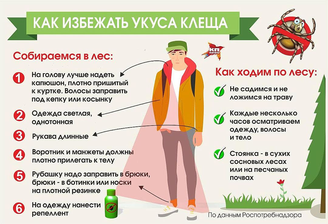 Внимание! Клещи << Архив новостей 2021 | ПМК (pmk-online.ru). Первоуральск